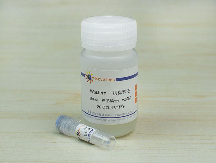 ZO1 Rabbit Polyclonal Antibody